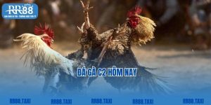 Đá Gà C2 Hôm Nay - Chiến Lược Đá gà Thắng Lớn Tại RR88