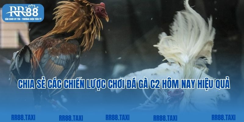 Chia sẻ các chiến lược chơi đá gà C2 hôm nay hiệu quả