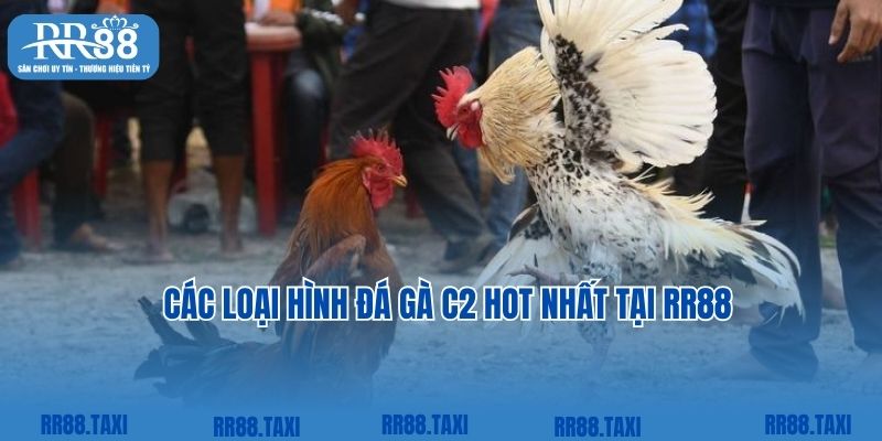 Các loại hình đá gà C2 hot nhất tại RR88