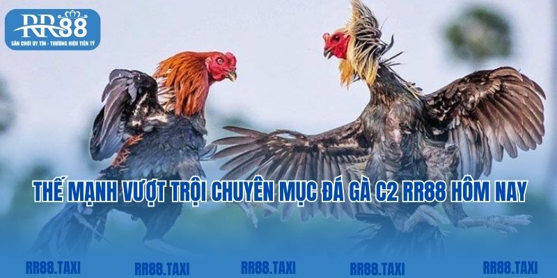 Thế mạnh vượt trội của chuyên mục đá gà C2 hôm nay tại RR88 