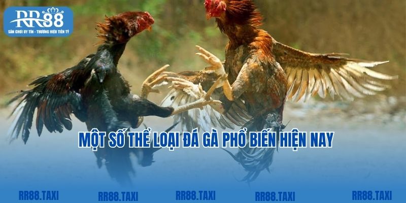 Một số thể loại đá gà phổ biến hiện nay