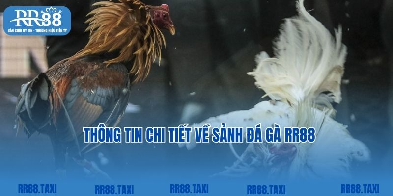 Thông tin chi tiết về sảnh đá gà RR88